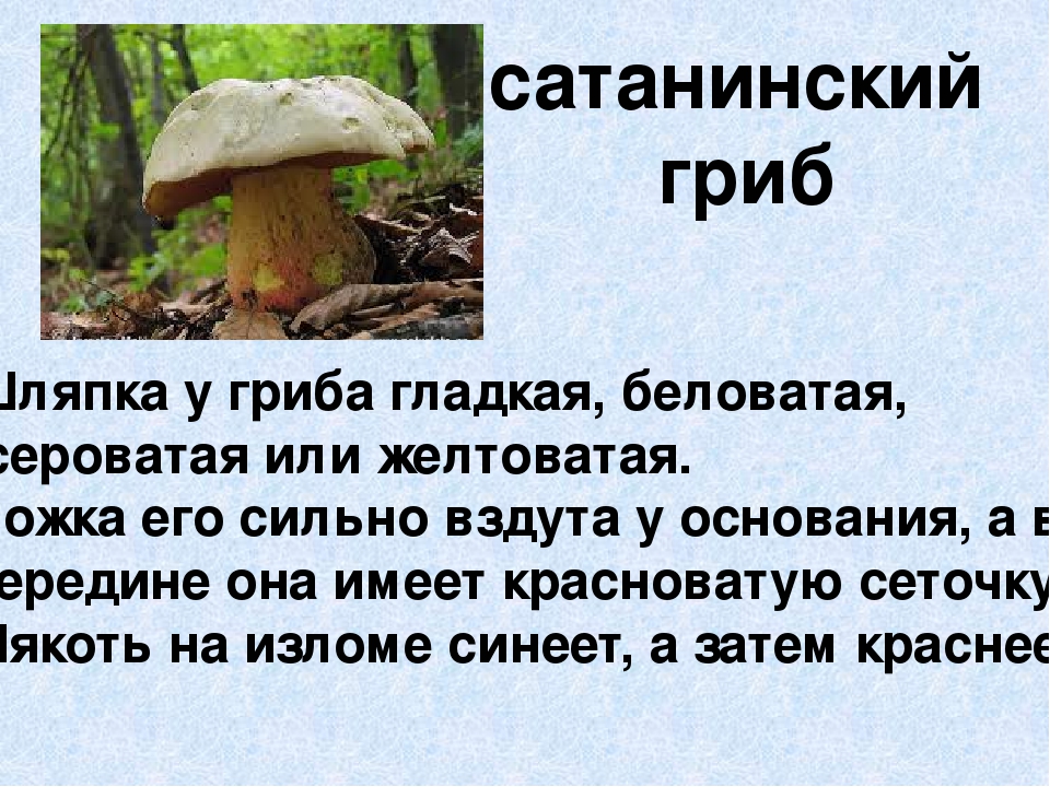 Презентация по экологическому воспитанию"Съедобные и ядовитые грибы"