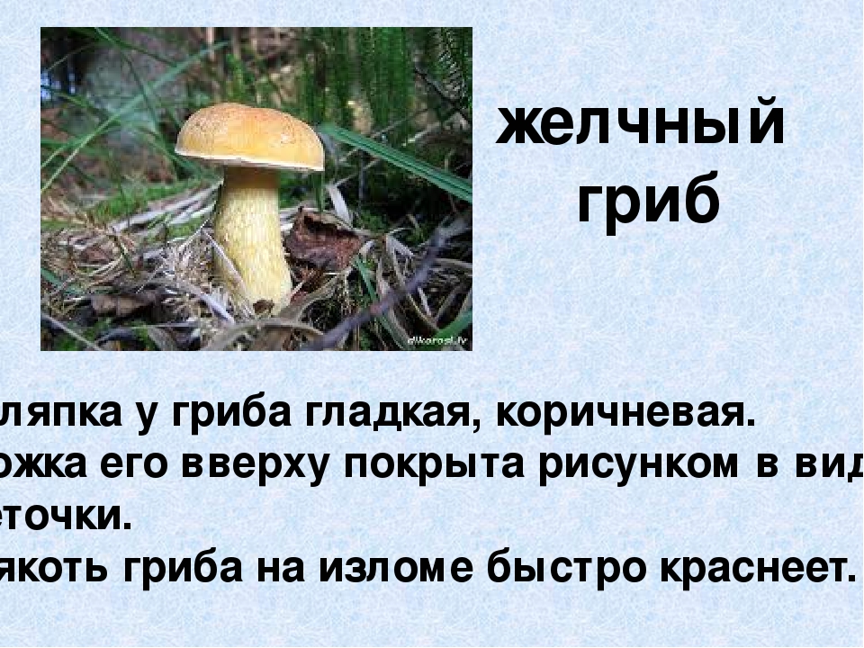 Презентация по экологическому воспитанию"Съедобные и ядовитые грибы"