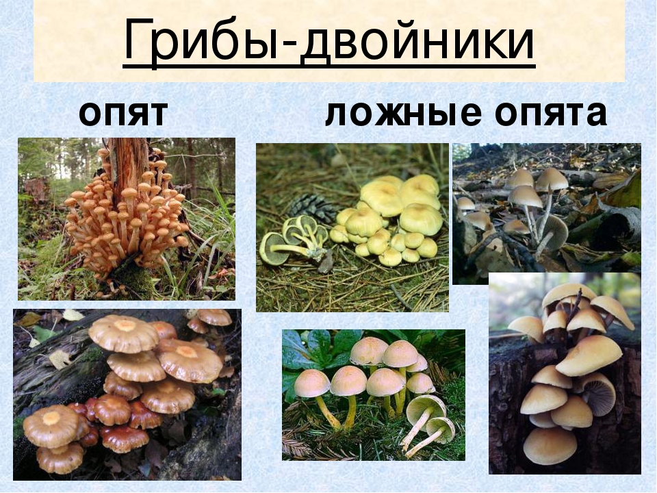 Презентация по экологическому воспитанию"Съедобные и ядовитые грибы"