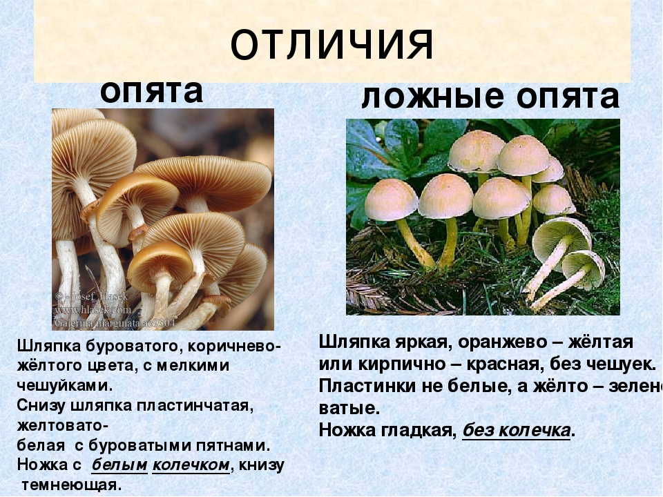 Презентация по экологическому воспитанию"Съедобные и ядовитые грибы"