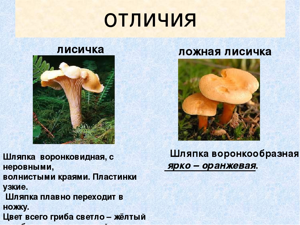 Презентация по экологическому воспитанию"Съедобные и ядовитые грибы"