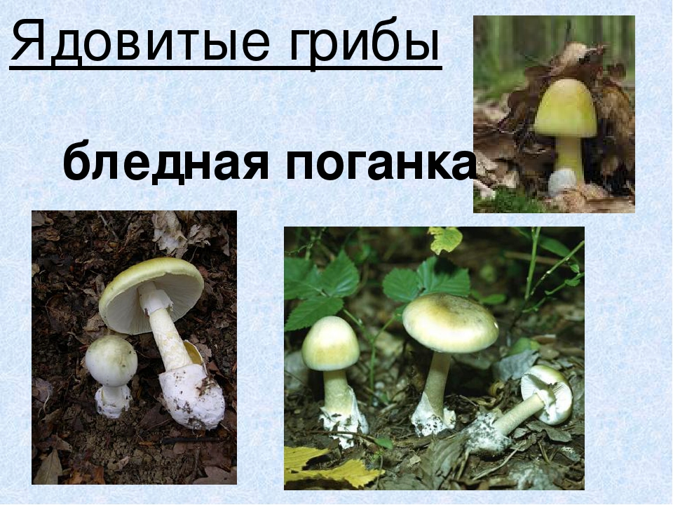 Презентация по экологическому воспитанию"Съедобные и ядовитые грибы"