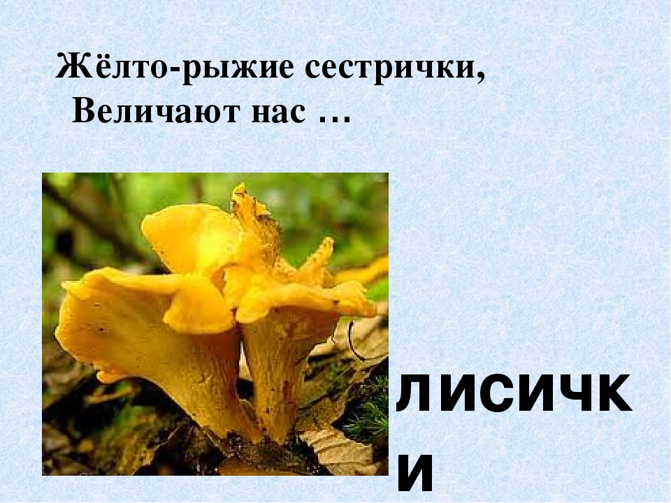 Презентация по экологическому воспитанию"Съедобные и ядовитые грибы"