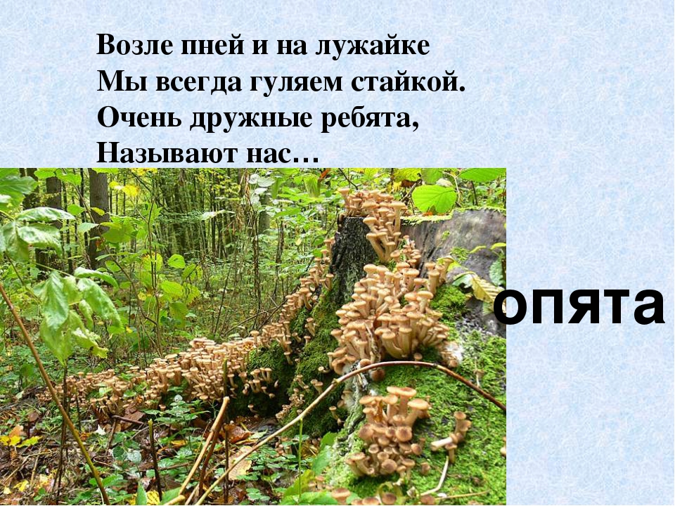 Презентация по экологическому воспитанию"Съедобные и ядовитые грибы"