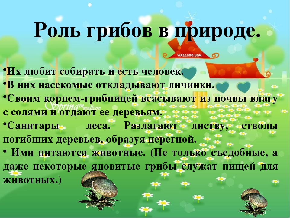Презентация по экологическому воспитанию"Съедобные и ядовитые грибы"