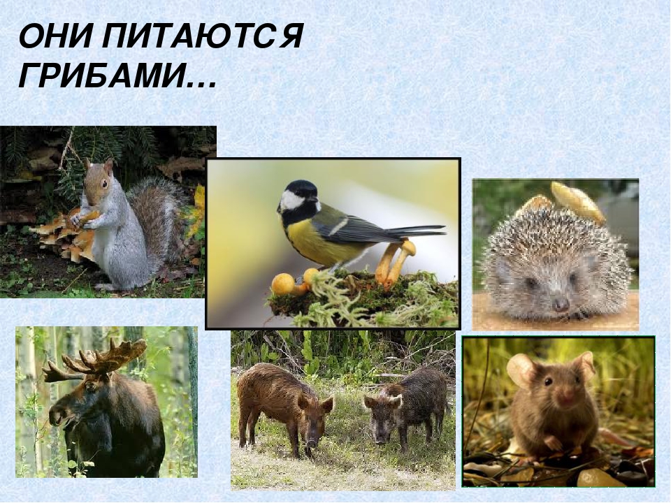 Презентация по экологическому воспитанию"Съедобные и ядовитые грибы"