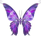 Shape16