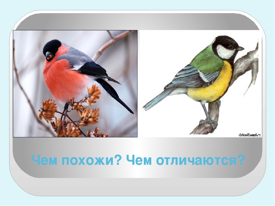 Презентация по экологическому воспитанию "Птицы"