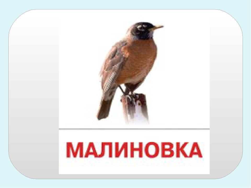 Презентация по экологическому воспитанию "Птицы"