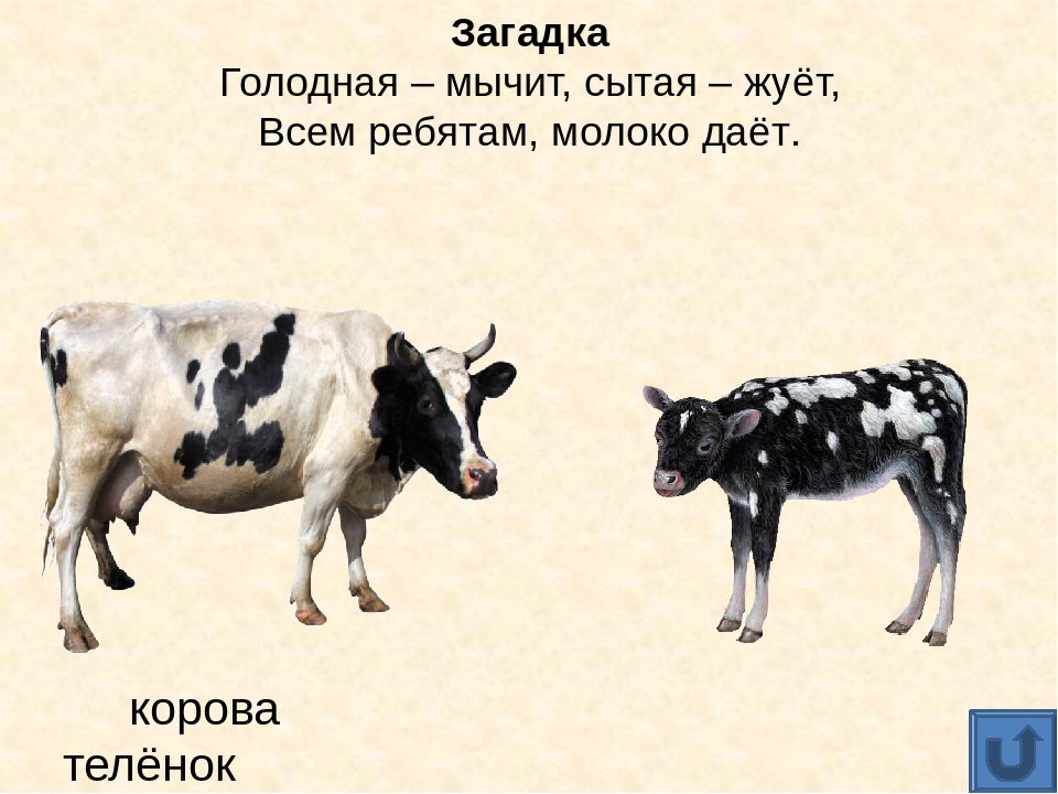 Презентация для дошкольников "Домашние животные"