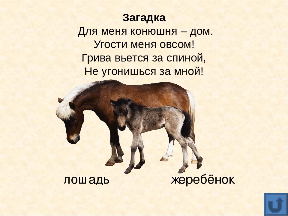 Презентация для дошкольников "Домашние животные"