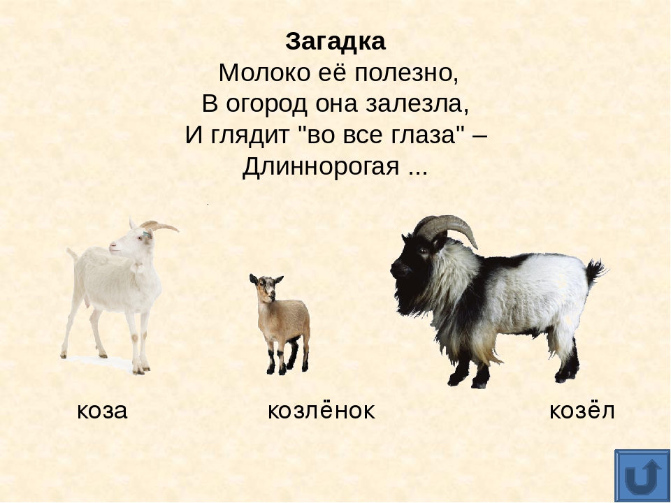 Презентация для дошкольников "Домашние животные"