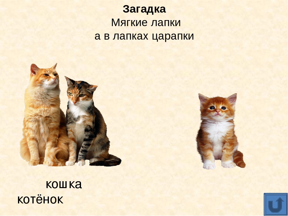 Презентация для дошкольников "Домашние животные"