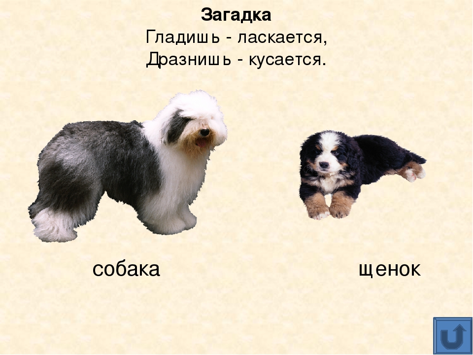 Презентация для дошкольников "Домашние животные"