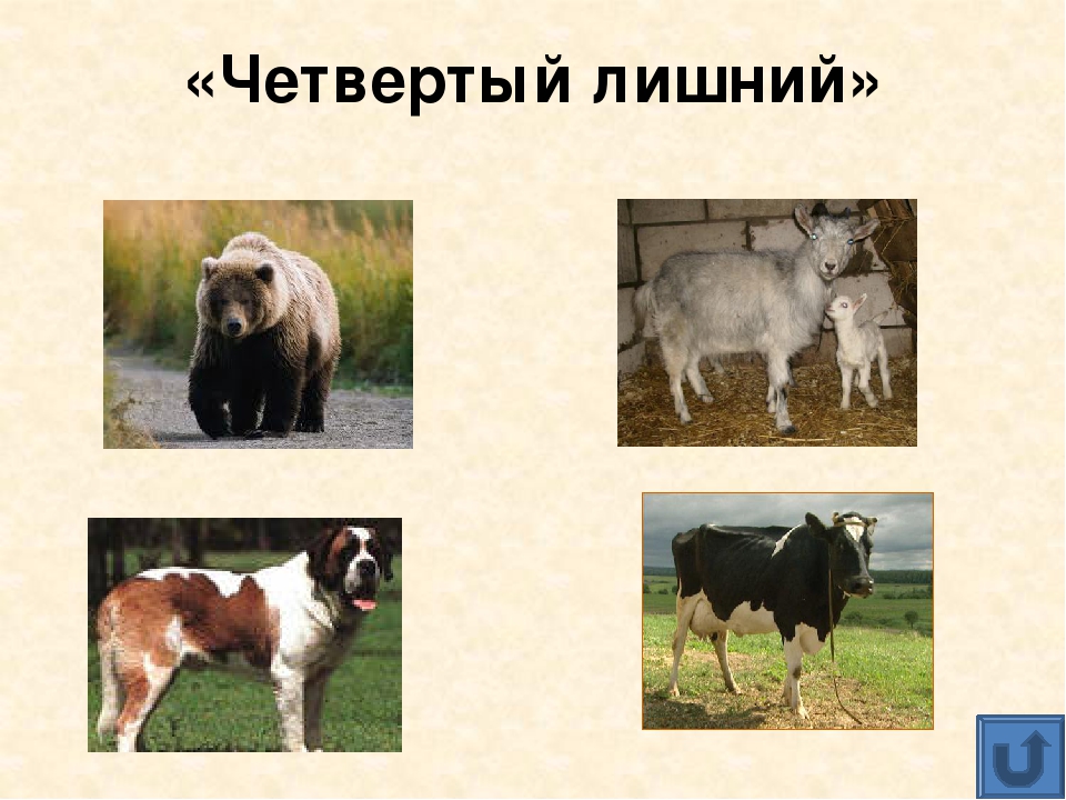 Презентация для дошкольников "Домашние животные"