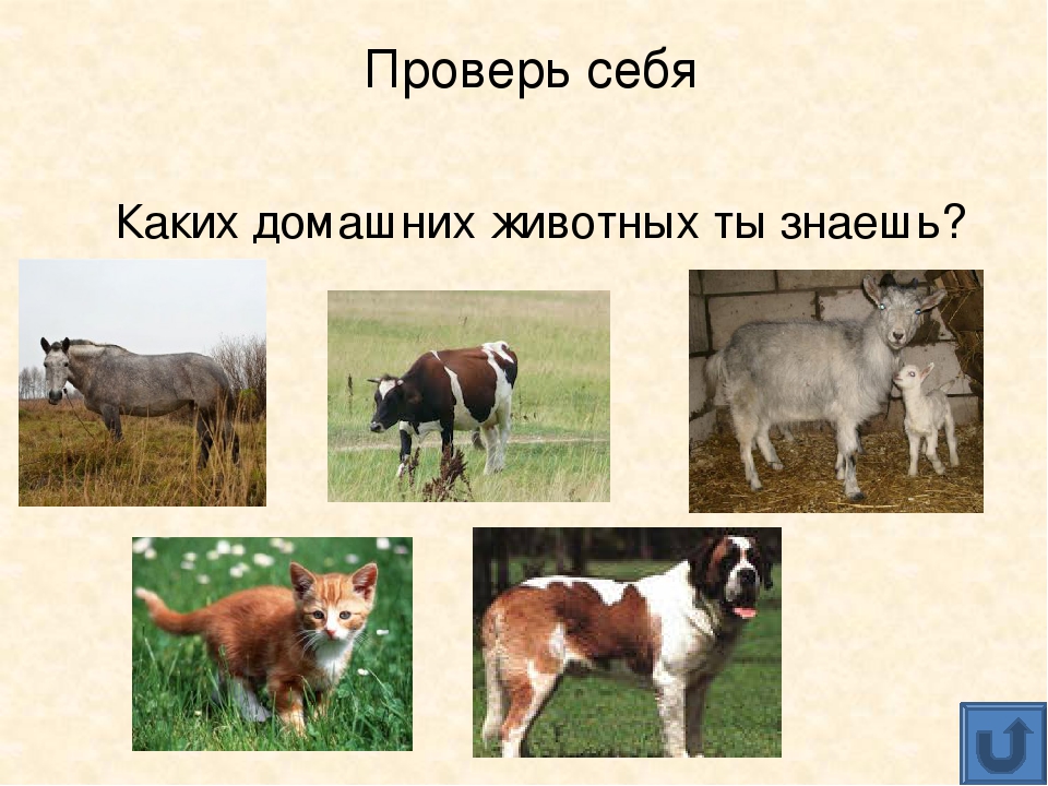 Презентация для дошкольников "Домашние животные"