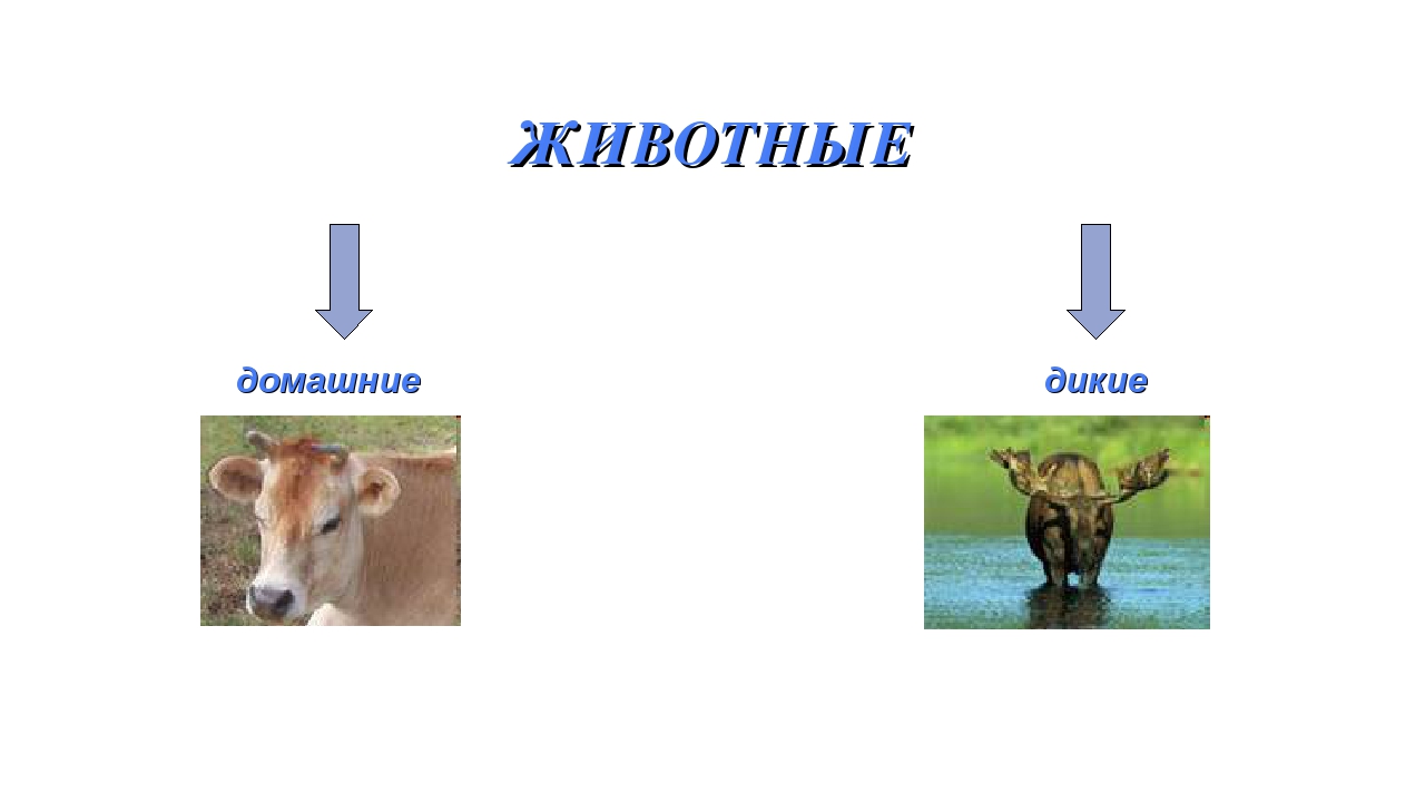 Презентация на тему: «Дикие и домашние животные».