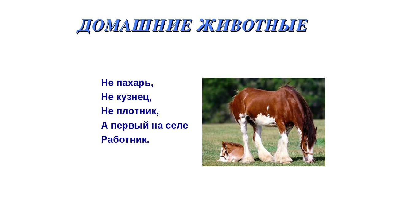 Презентация на тему: «Дикие и домашние животные».