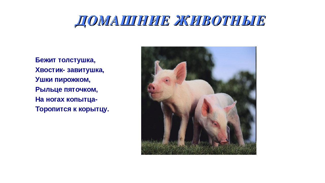 Презентация на тему: «Дикие и домашние животные».