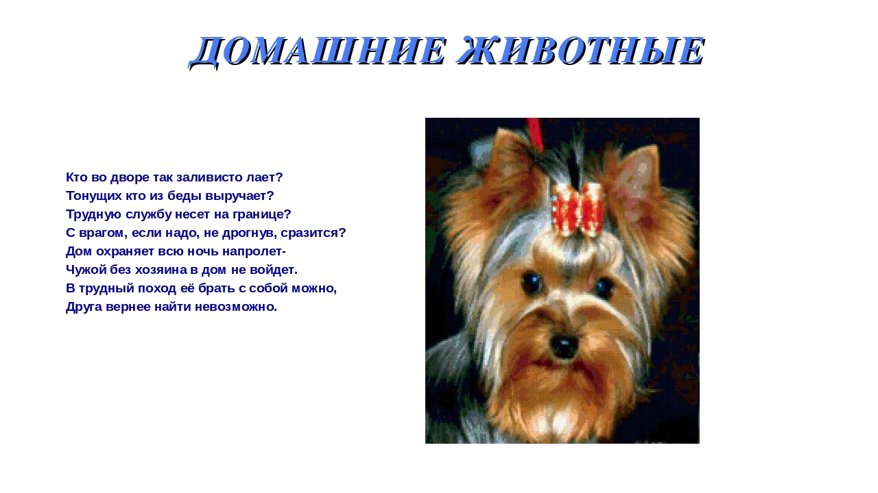 Презентация на тему: «Дикие и домашние животные».
