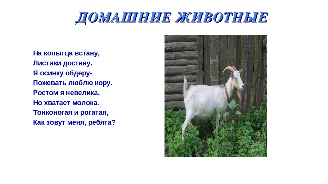 Презентация на тему: «Дикие и домашние животные».