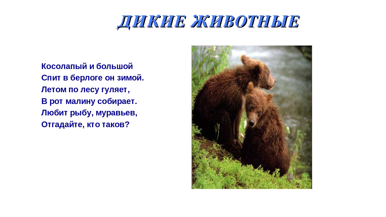 Презентация на тему: «Дикие и домашние животные».