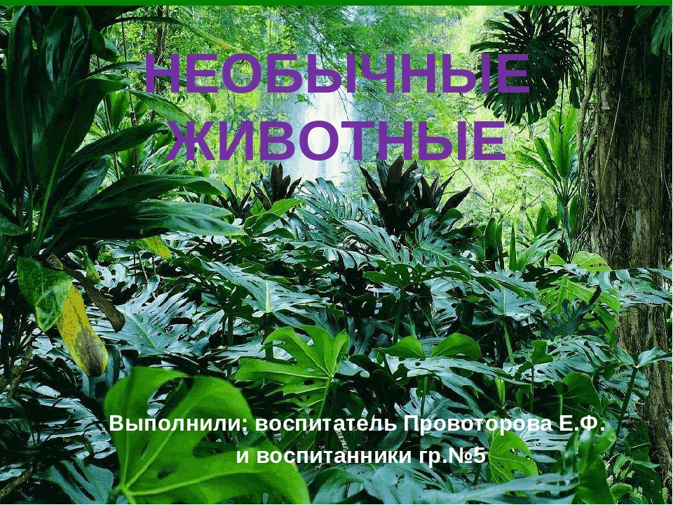 ПРЕЗЕНТАЦИЯ НА ТЕМУ: «Необычные животные»