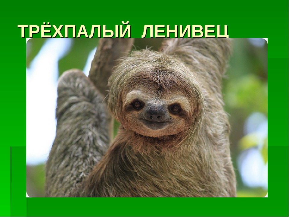 ПРЕЗЕНТАЦИЯ НА ТЕМУ: «Необычные животные»