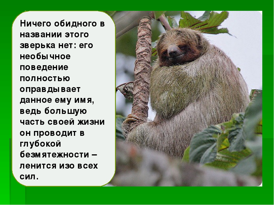 ПРЕЗЕНТАЦИЯ НА ТЕМУ: «Необычные животные»