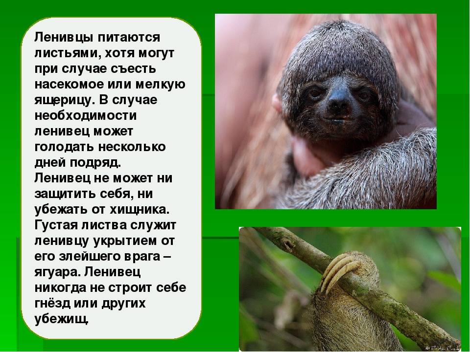 ПРЕЗЕНТАЦИЯ НА ТЕМУ: «Необычные животные»