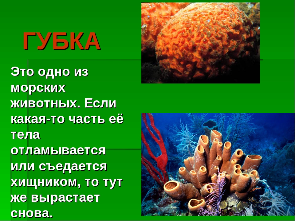 Презентация на тему:"Необычные животные нашей планеты"