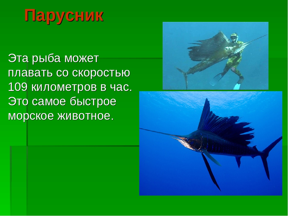 Презентация на тему:"Необычные животные нашей планеты"