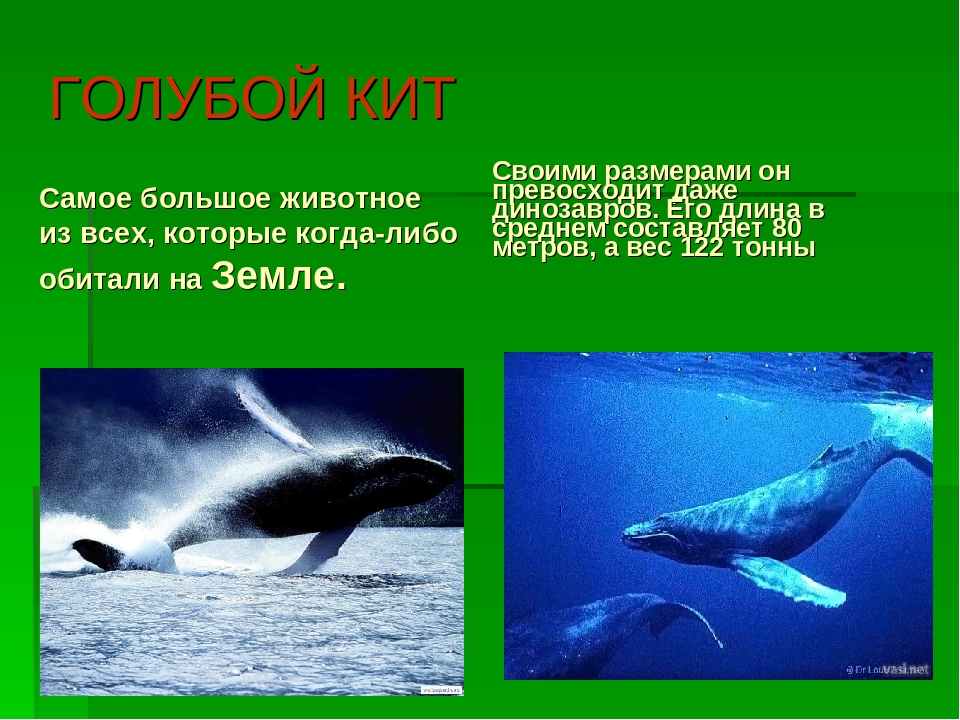 Презентация на тему:"Необычные животные нашей планеты"
