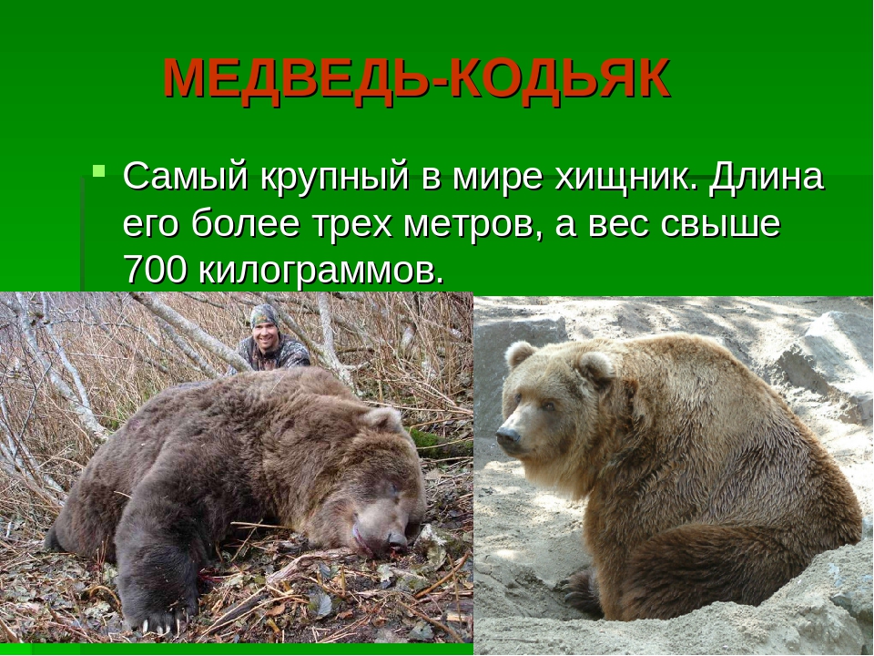 Презентация на тему:"Необычные животные нашей планеты"