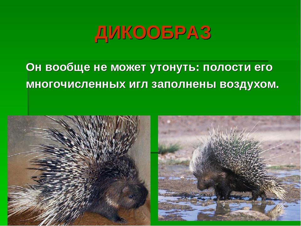 Презентация на тему:"Необычные животные нашей планеты"