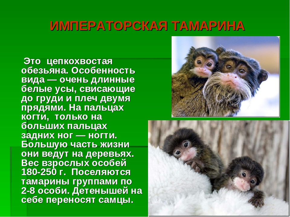 Презентация на тему:"Необычные животные нашей планеты"