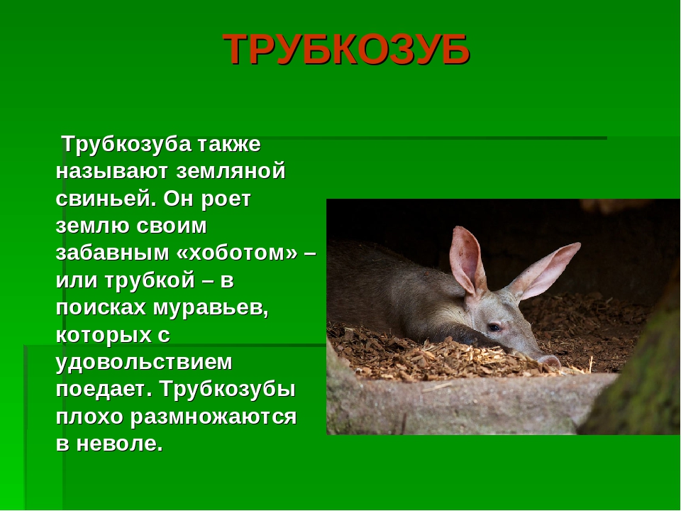 Презентация на тему:"Необычные животные нашей планеты"