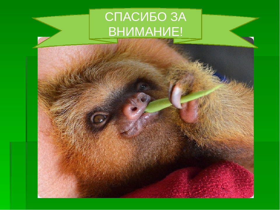 Презентация на тему:"Необычные животные нашей планеты"