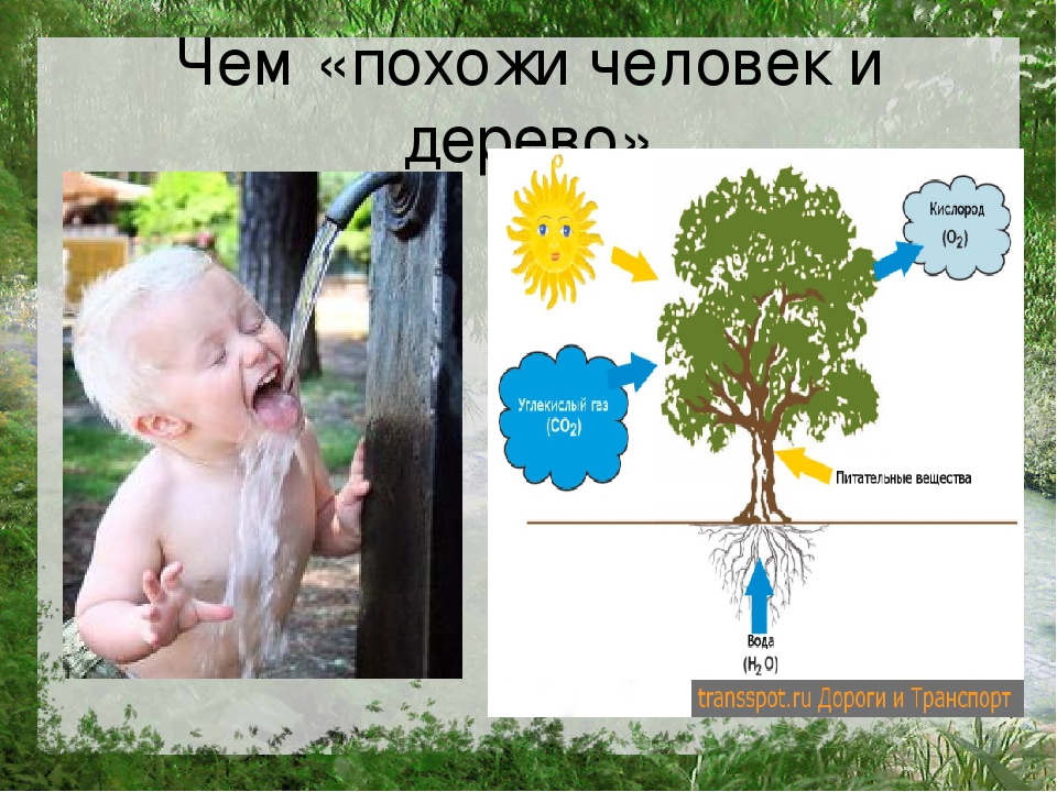 Презентация по познавательному развитию на тему "Лес"