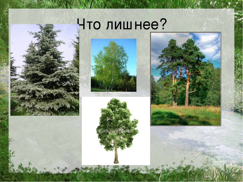 Презентация по познавательному развитию на тему "Лес"