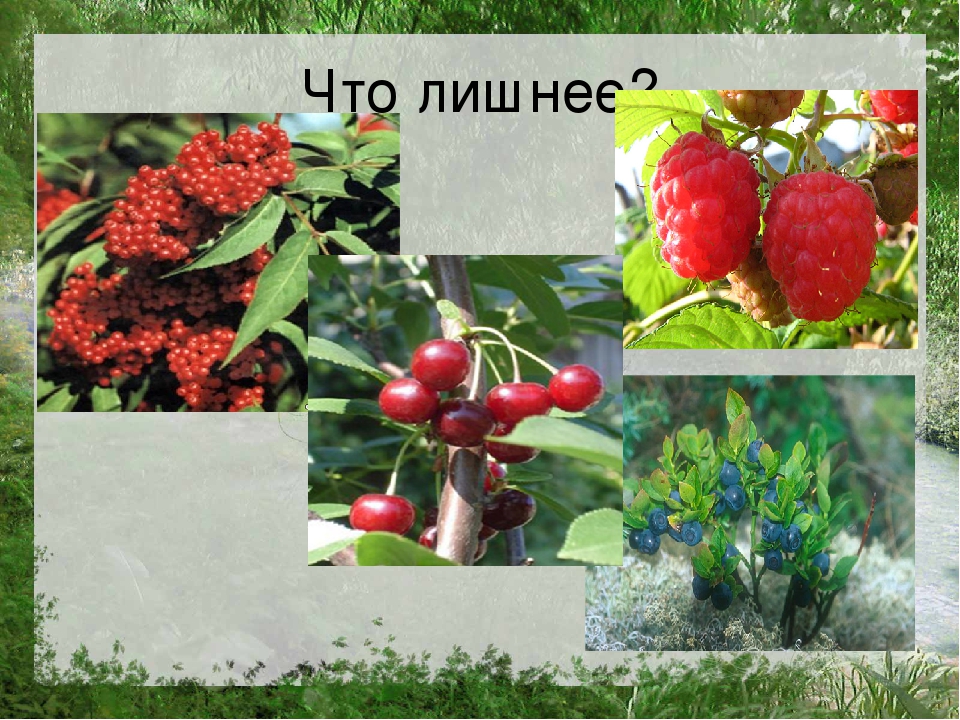 Презентация по познавательному развитию на тему "Лес"