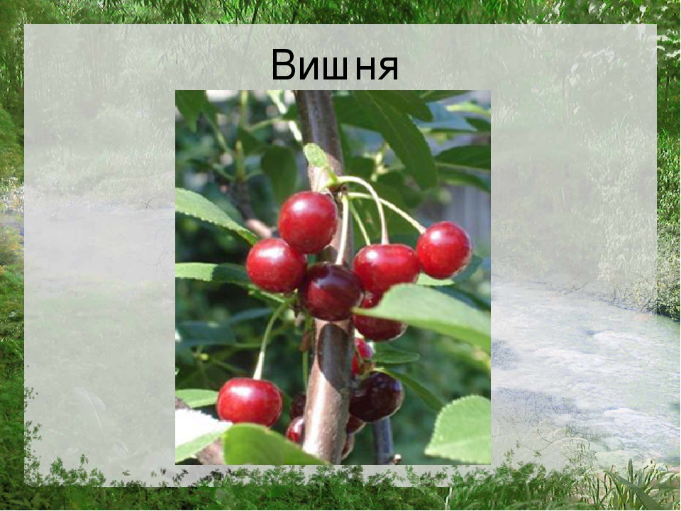 Презентация по познавательному развитию на тему "Лес"