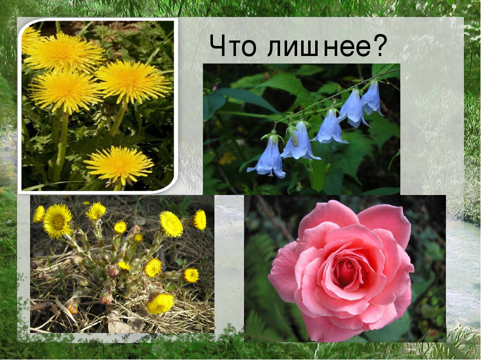 Презентация по познавательному развитию на тему "Лес"