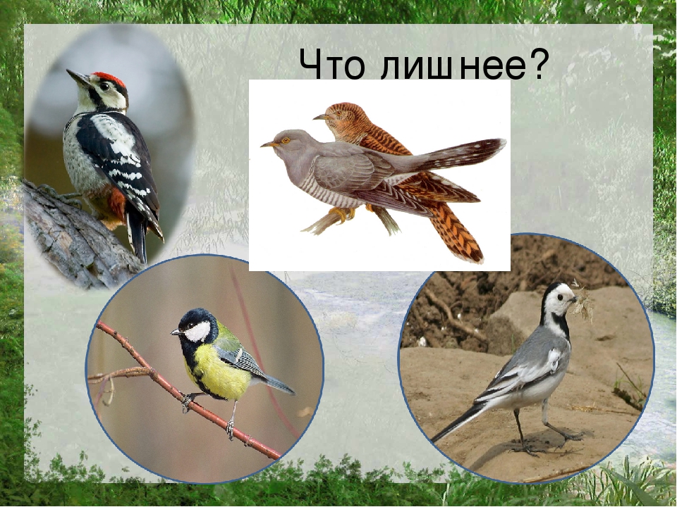 Презентация по познавательному развитию на тему "Лес"