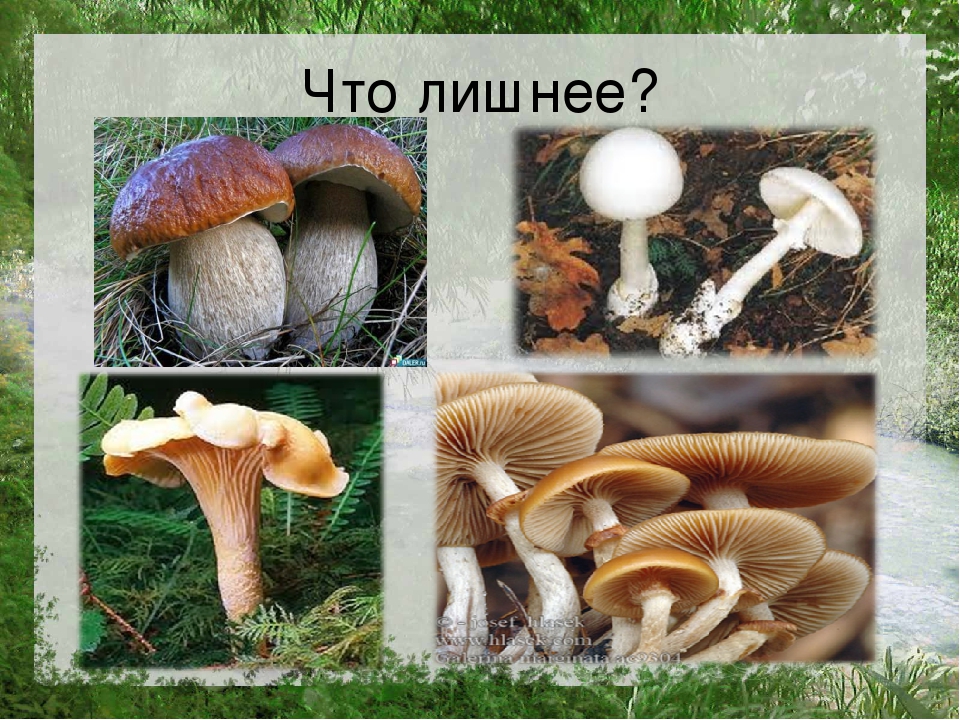 Презентация по познавательному развитию на тему "Лес"