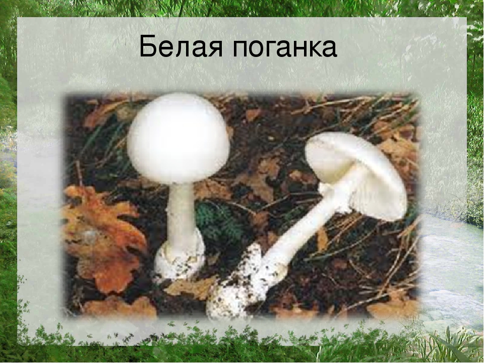 Презентация по познавательному развитию на тему "Лес"