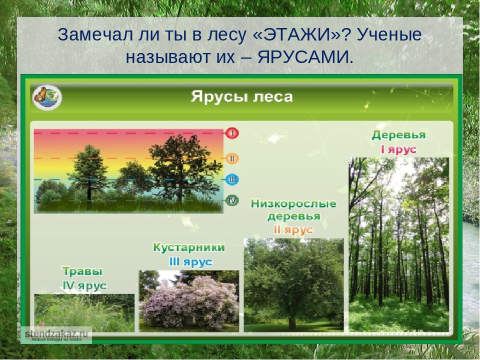 Презентация по познавательному развитию на тему "Лес"