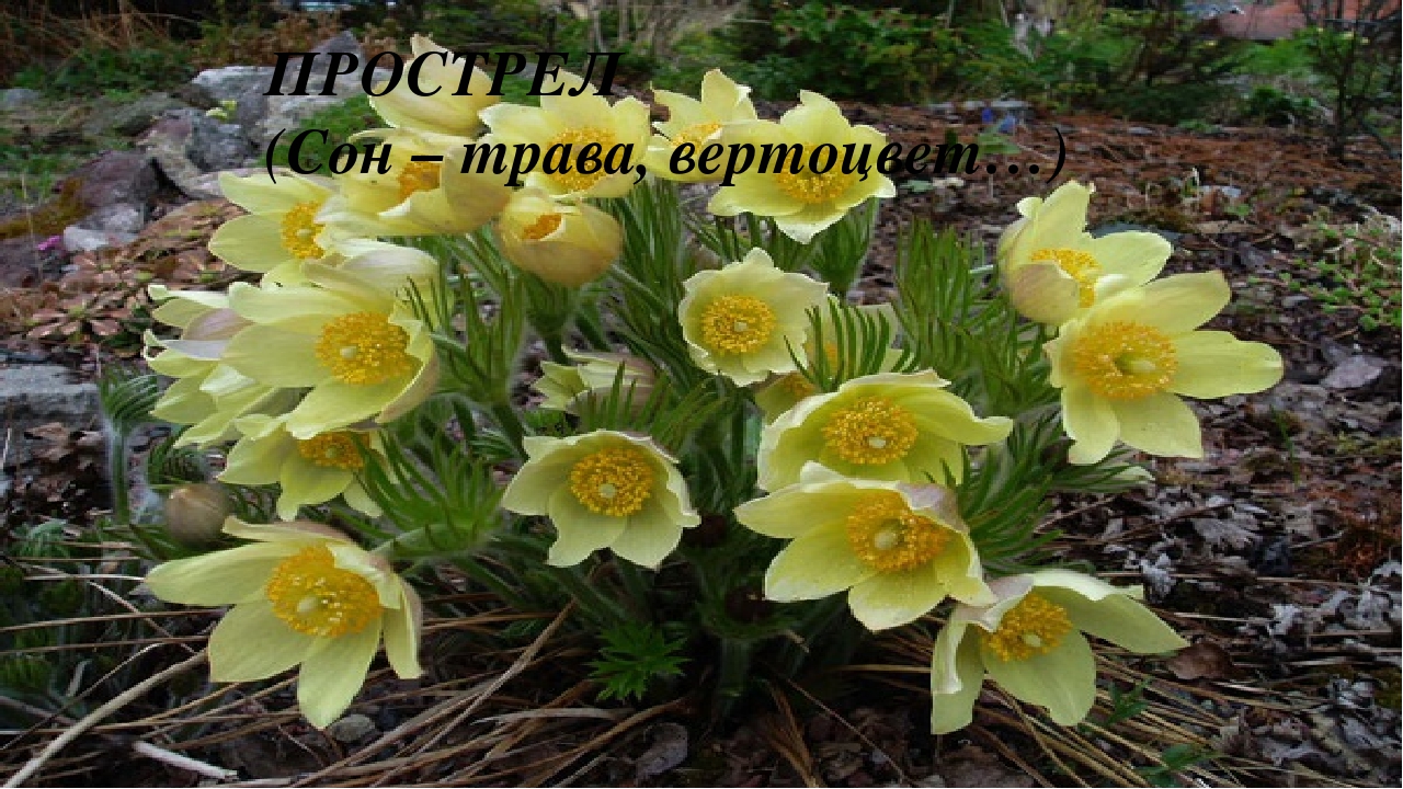 Презентация на тему: «Весенние цветы»