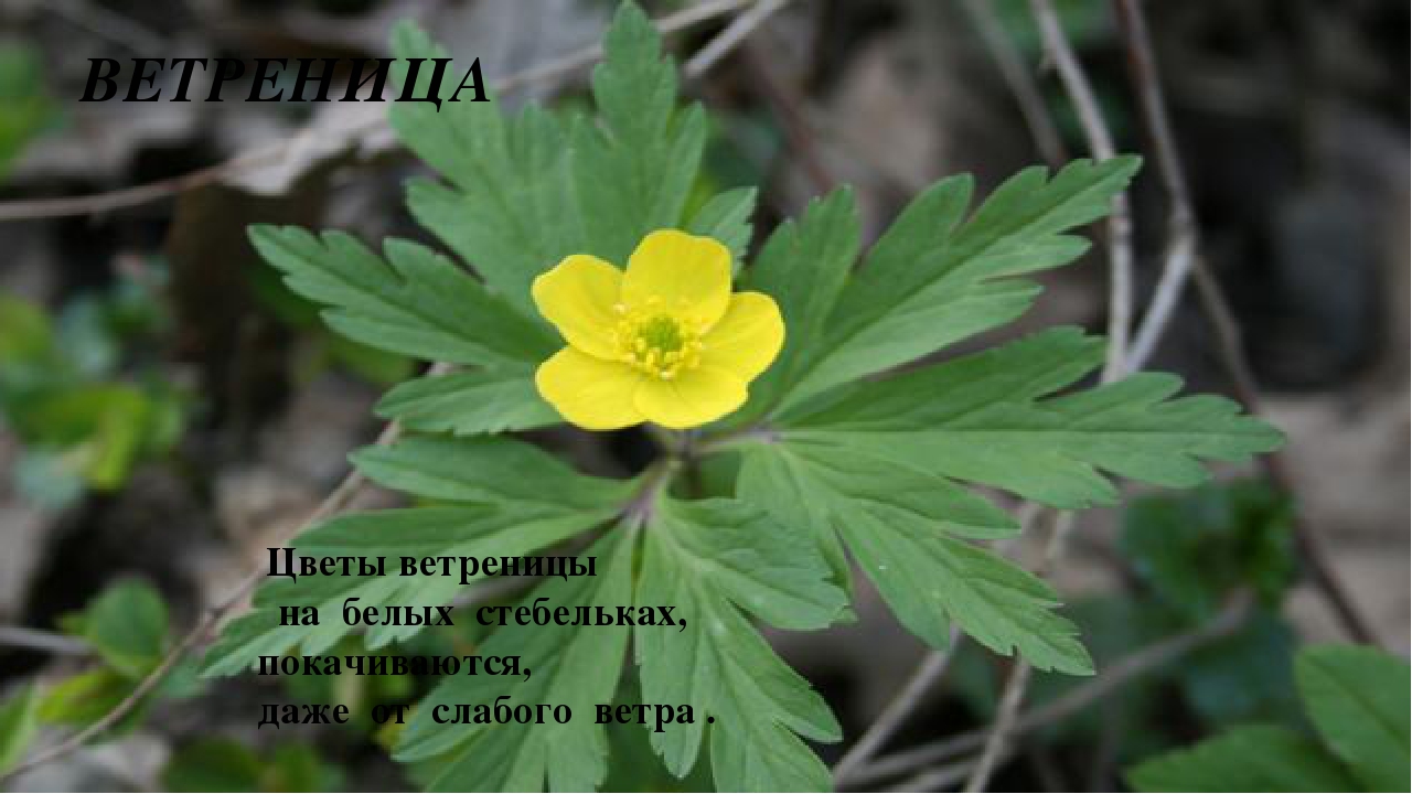 Презентация на тему: «Весенние цветы»