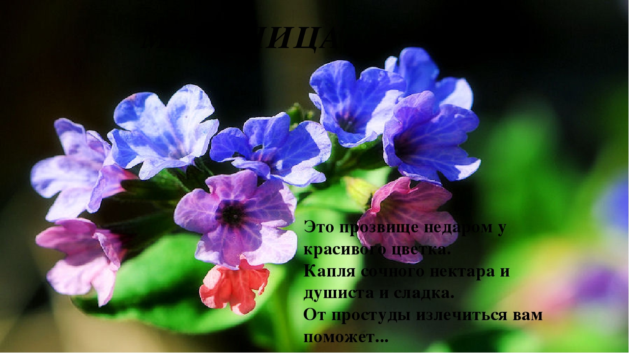 Презентация на тему: «Весенние цветы»